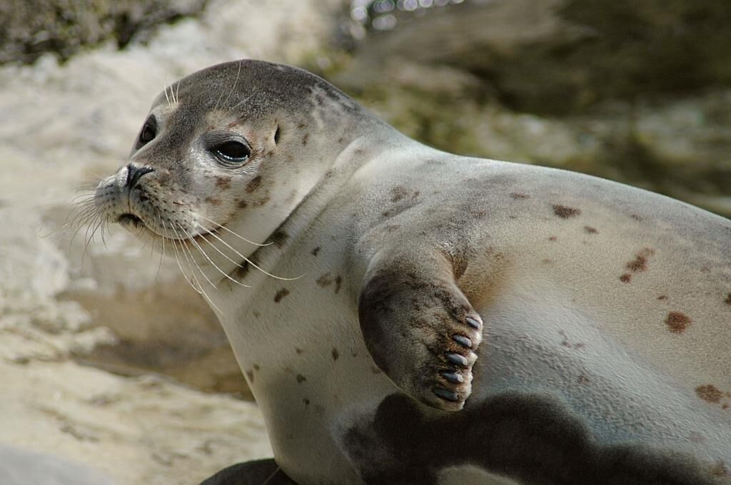 harbor_seal